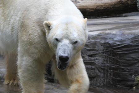 Jääkarhu - hieman stressaantunut